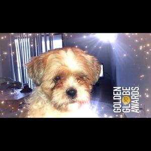 Meet your Posher, Lizzy